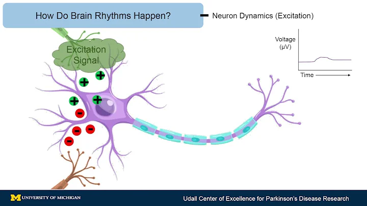 Parkinson’s Disease & You: BRAIN RHYTHMS AS POTENTIAL BIOMARKERS IN PARKINSON'S DISEASE