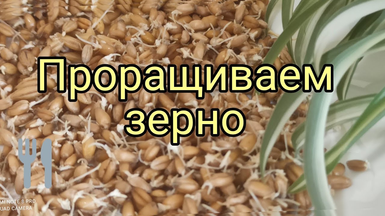 Можно курам овес. Зерно для кур. Проращивание пшеницы для кур. Пророщенная пшеница для кур. Пророщенный ячмень для кур.