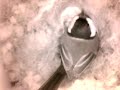 Birdcam_2010-04-17_12-43-04.wmv