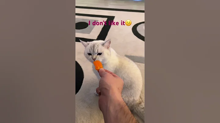 Watch the video about #british #cat #kitten #shorthair #cute #silver #hannah