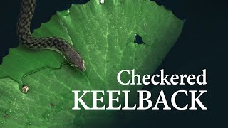 Snake (Checkered Keelback) encounter - Wildlife Shorts - 4K