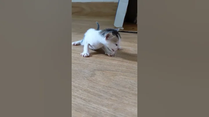 Video 2495411: cat kitten funny compilation, cats cute kittens compilation, cats compilation cute animals, kitten newborn baby