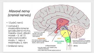 Nervová soustava část 2 (periferní nervová soustava)