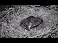 Decorah Eagles North- Something Moving Under Surface Of Nest