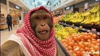 ضحك لقرود أبها والطايف! فلوقات تفطّسك من الضحك 😂🦍🔥