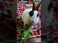 😂 Rabbit Ki Soch | Funny &amp; Cute Moment 🐇 #animalreaction #shorts