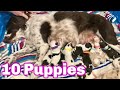 Our Dog Giving Birth to 10 Puppies (First Litter)- Brittany Spaniel