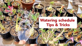 Summer watering schedule / Tips n tricks / Adenium watering kaise kare by Shampy's Garden 2,597 views 11 days ago 6 minutes, 31 seconds