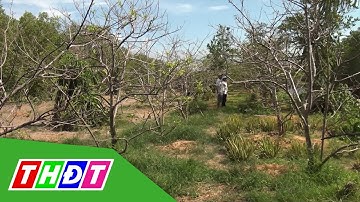Hạn mặn kéo dài gây thiệt hại cây trái tại Cà Mau | THDT