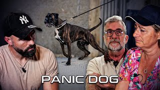 “We can’t control our dog!”  Panic Dog Ep15