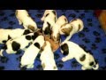 Grand Basset Griffon Vendéen puppies van de Viersenhoeve L-Litter の動画、YouTube動画。