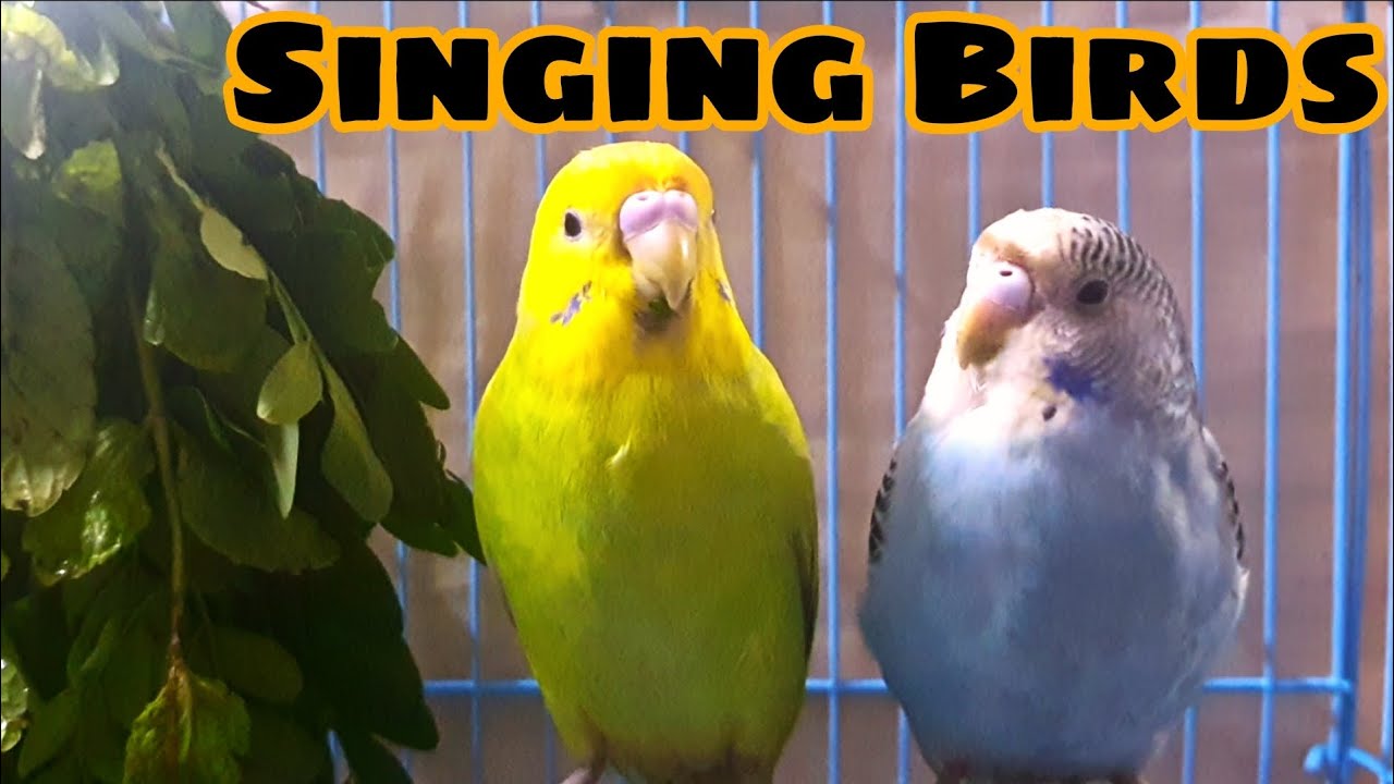 Singing Birds Budgies Singing Budgies Eating Leaves Relaxing Bird