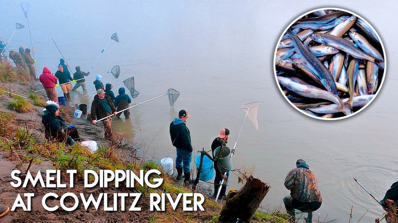 Smelt Dipping at Cowlitz River  Once A Year Recreational Smelt