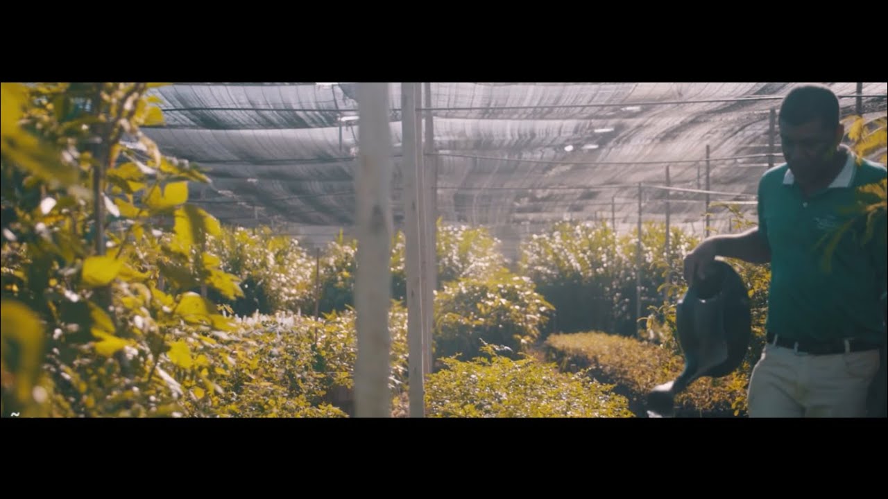 Man watering plants in a greenhouse