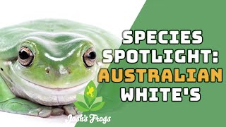 All About The Australian White's Tree Frog