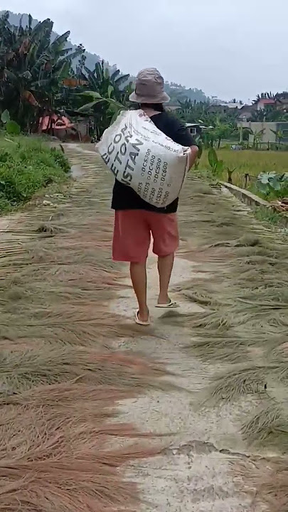 hasil ngarit  #video #shorts #explore #ngarit