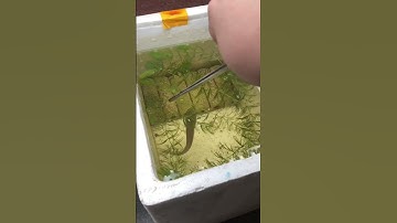 Tiếp quá trình thuần cá lóc ở thùng xốp #calockieng #channamaru #caloc #channa #fish#xuhuong #shorts