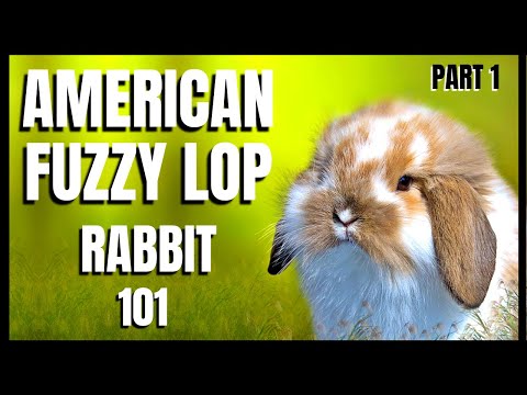Video: Britannia Petite Rabbit