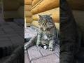 Р Р СЂСЃРёРє вњЁ Р РµСЃРЅРѕР РєРѕС вњЁ Cat Р Р СЂСЃРёРє вњЁ Р РµСЃРЅРѕР РєРѕС вњЁ Cat