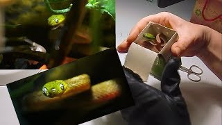 Cat snake / Распаковка еще одной зеленой змеи! Адаптация малыша бойги и особенности кормления. Cat snake / Распаковка еще одной зеленой змеи! Адаптация малыша бойги и особенности кормления.