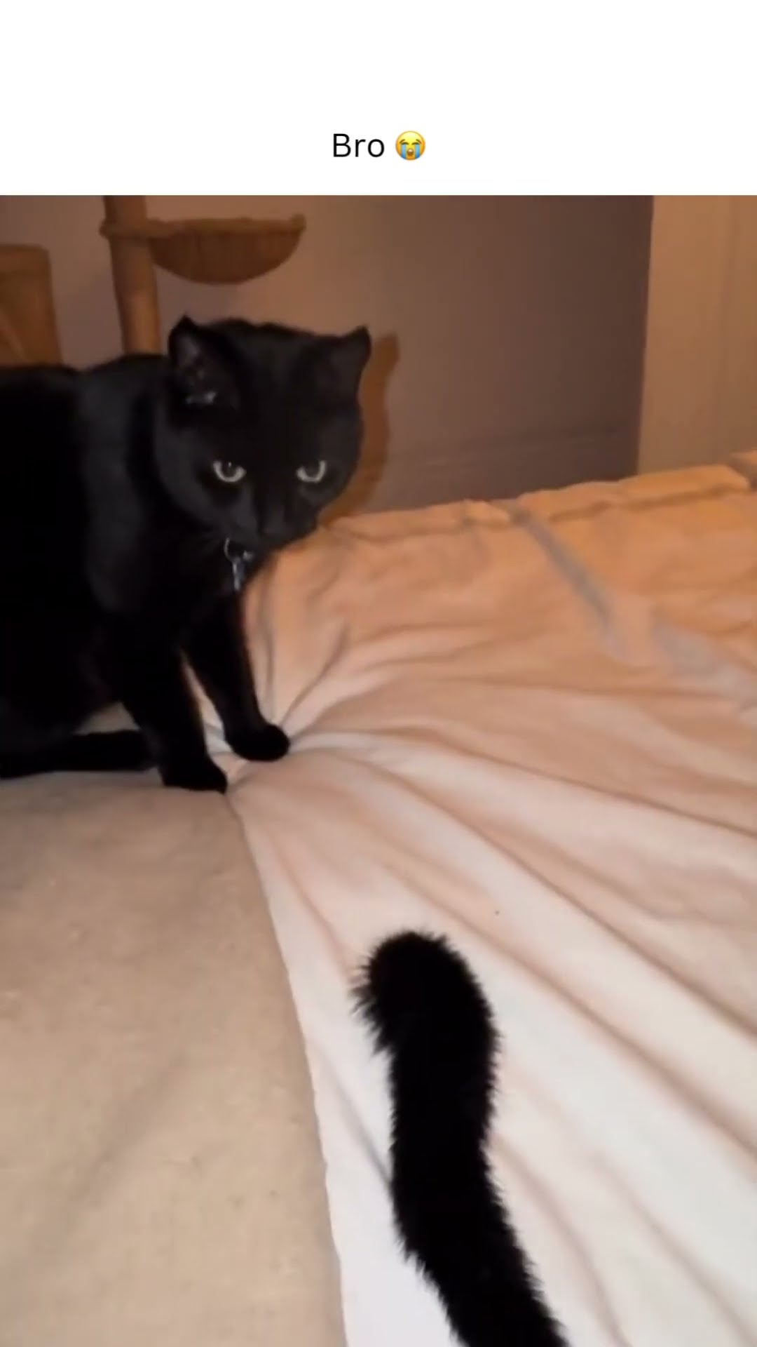 Kittyo like rahhh I finally got my tail?!