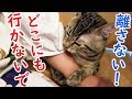 ちょっと外出した後、猫に再会したら離してくれなくなりました