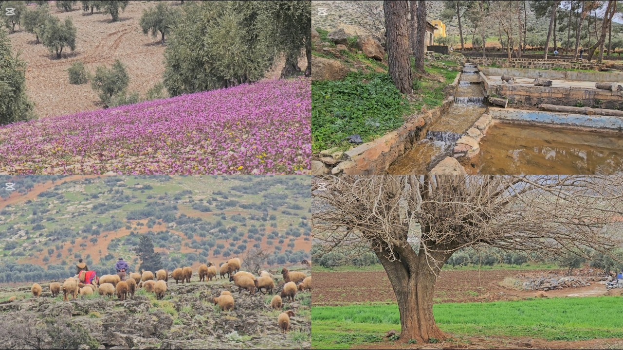 فيديو اليوم أجواء طبيعة في قرية سوركي  تابعونا الاخيره