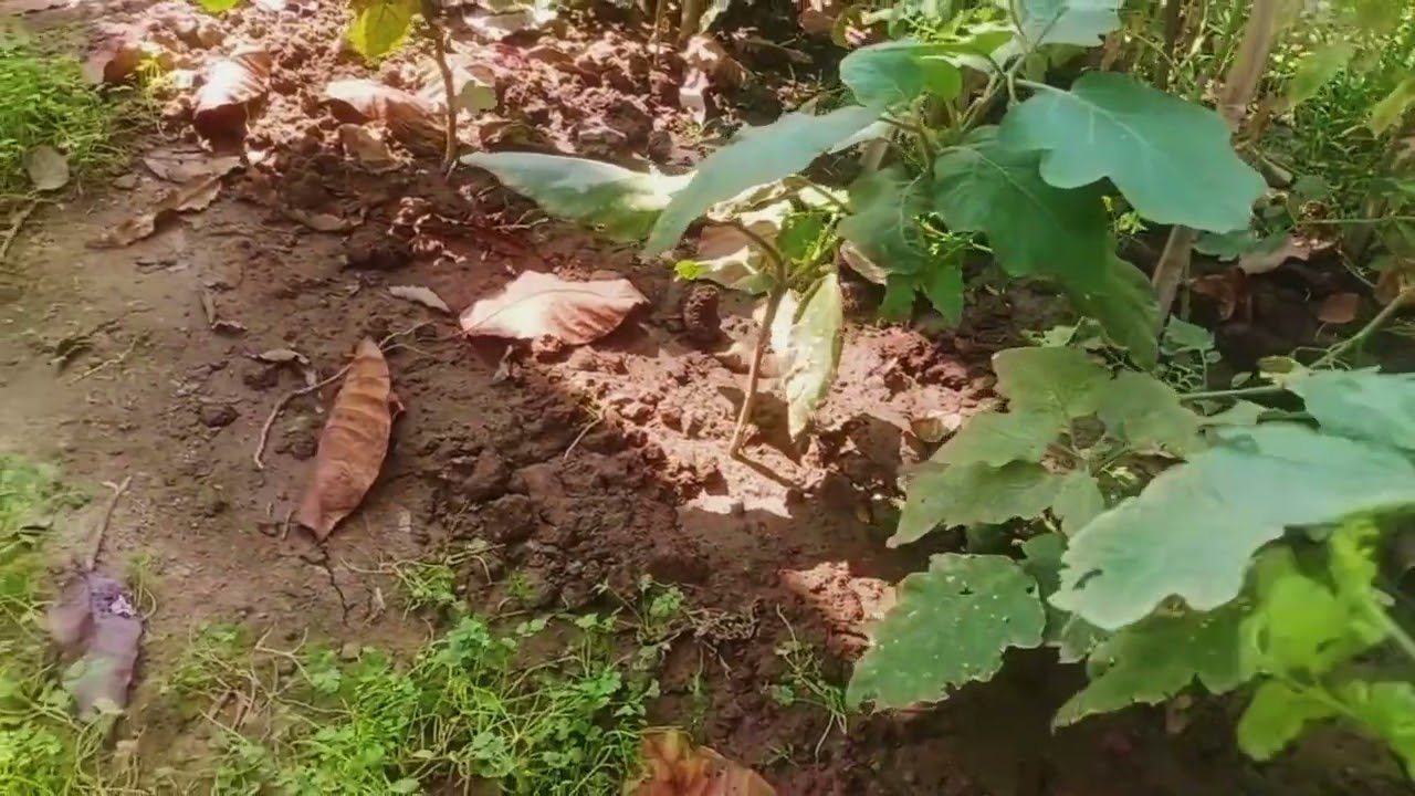 মনে হচ্ছে যে ফুলের বাগান এ চলে এসে পরেছি ।  আমার সংসার।।  নুতুন ভিডিও 