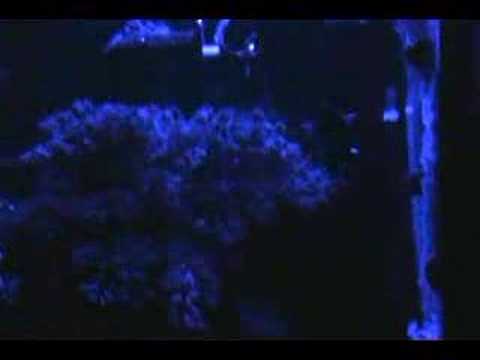 video phone beyonce mp3 Centropyge argi (Dwarf Angelfish) Spawning