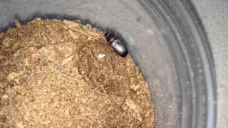 Trapdoor Spider Feeding Finally Uses Its Trapdoor