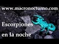 Cómo se ven los escorpiones por la noche... (ver en HD)