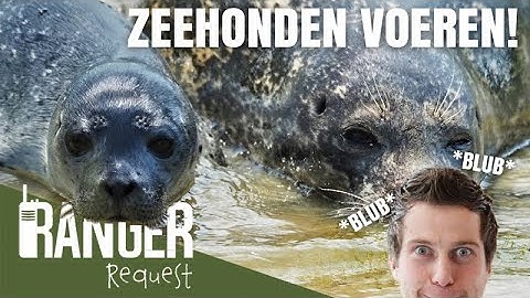 ZEEHONDEN VOEREN! | Ranger Request