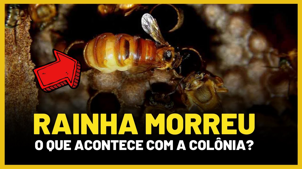 E se a ABELHA RAINHA MORRER? O que acontece com a colônia?