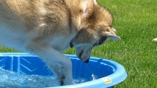 Siberian Husky Dog Attack Water Hose - Crazy Dog Attack Dog Vs. Water