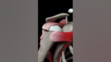 Shoulder Joint 3D animation