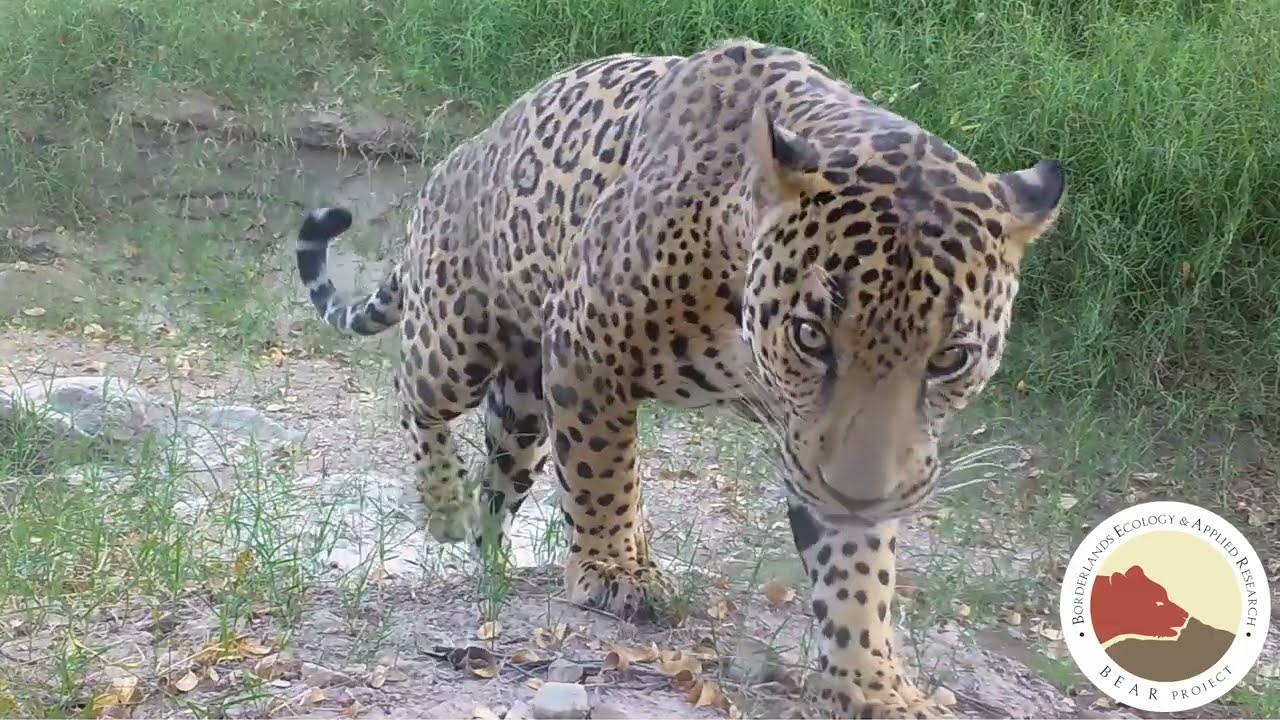 The mission to return jaguars to the US: 'We aren't right without them', Endangered species