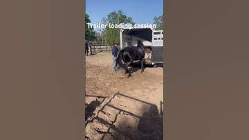 Trailer Loading session with Maxim, Freisian  Cross .