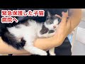 【緊急保護した子猫】病院で診てもらいました