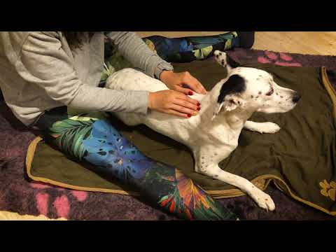 Wideo: Jak Masować Psa