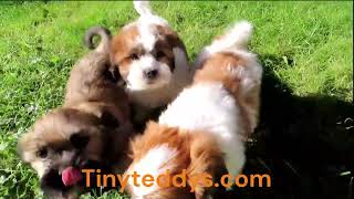 Puppy playtime with Mom & Dad! An essential for puppy development enrichment, skill-building & fun! by Tiny Teddys - Teddy Bear Puppies 2,059 views 1 year ago 1 minute, 6 seconds