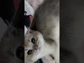 3 month old kitten cat purring in bed