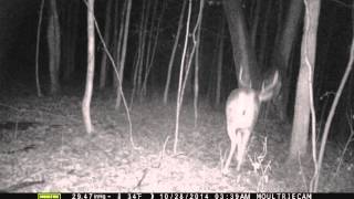 My Web Cam Deer Movie