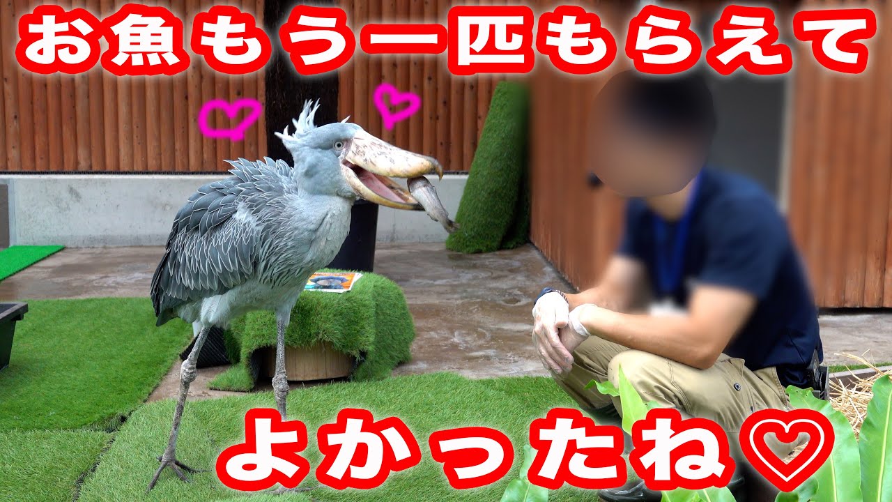 大好きな飼育員さんとイベントをがんばったふたばちゃん、もう一匹のお