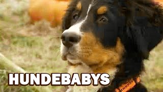 Hundebabys Lehrfilm für Kinder auf deutsch, Hundefilm, Hundevideo, Dokumentation für Kinder, Doku