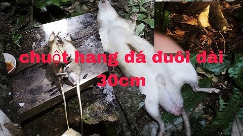 Ba chú cháu cùng nấu và ăn bữa tối tại rừng @xanhthichdirung .