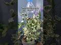 Turn a Plastic Bottle Into a Beautiful Hanging Planter for Your Garden #gardeningtips