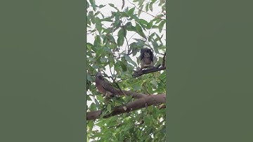 Catch dove with king of trap | Amazing video trap #shots