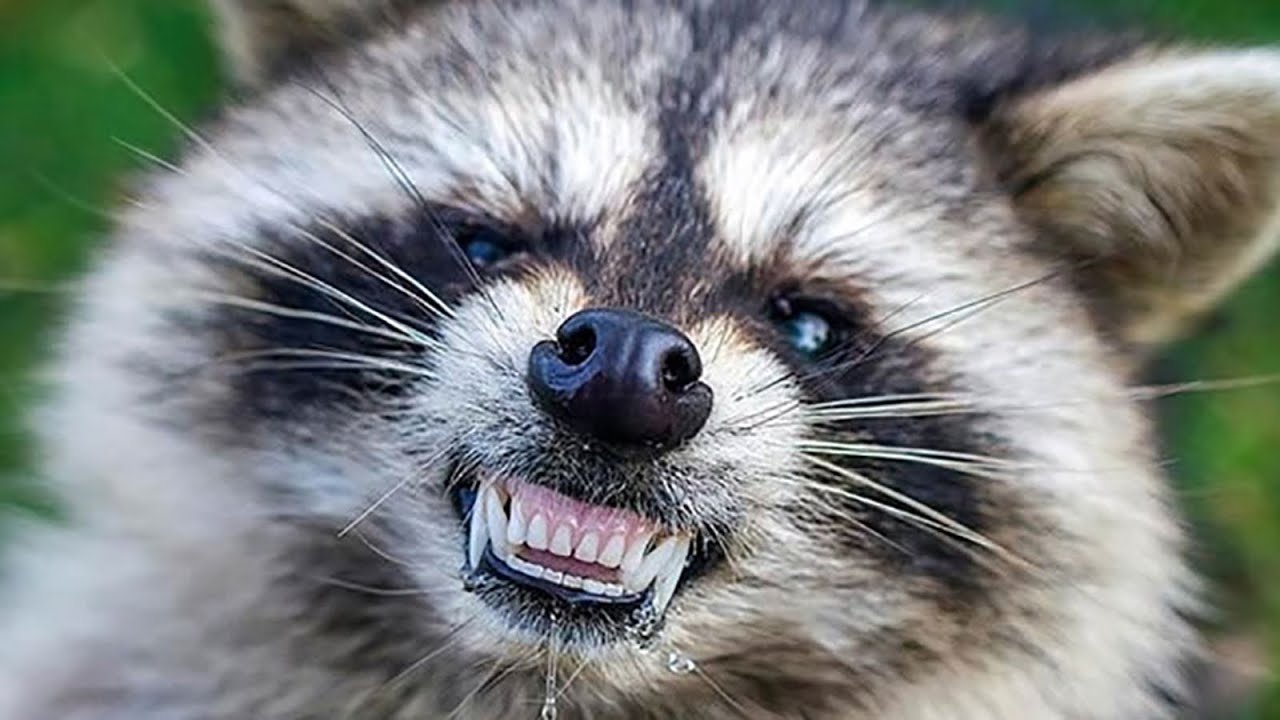 raccoon-rabies