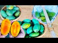 20 kg organic mango harvest from big treeaam ke ped mein zyada fal kaise ugayemango tree disease