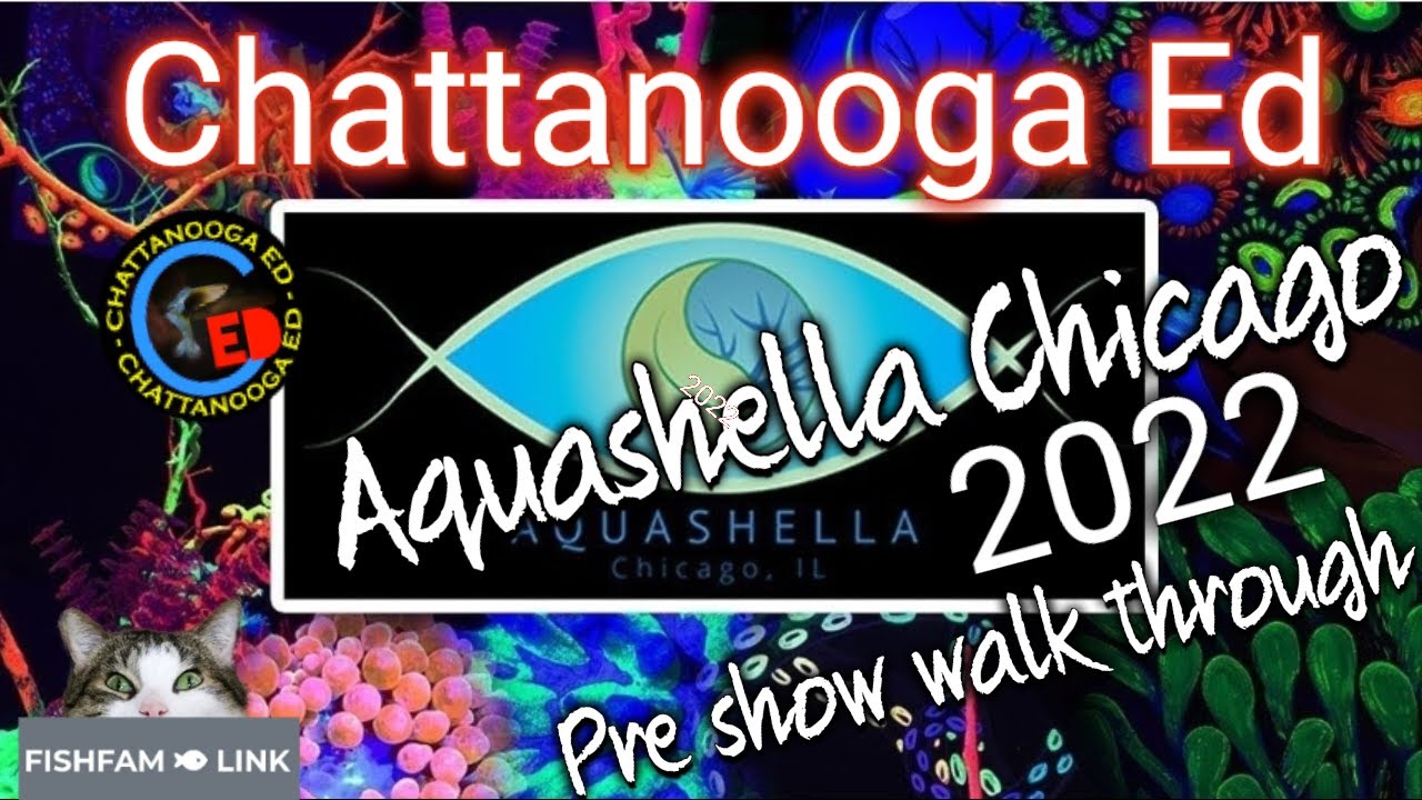 Chicago Aquashella 2022 YouTube